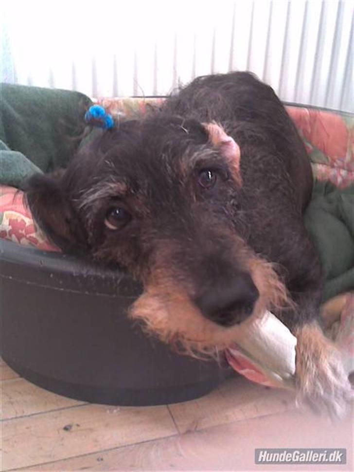 Gravhund Cleopatra *død*  - Åbbe i sin kurv og nyder livet hehe  billede 3