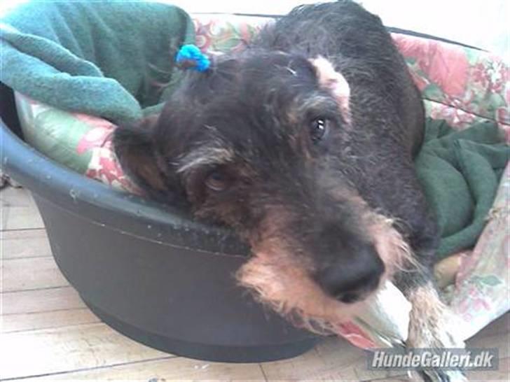 Gravhund Cleopatra *død*  billede 4