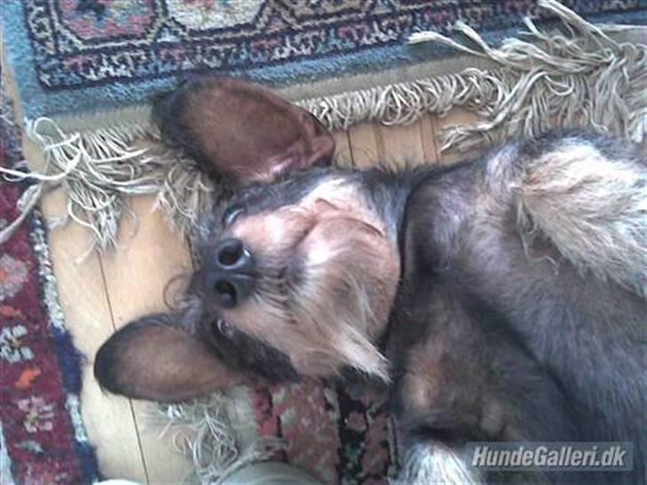 Gravhund Cleopatra *død*  billede 5