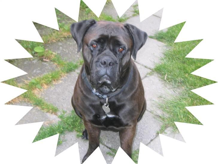 Bullmastiff Primadonna - Hygge der hjemme billede 1