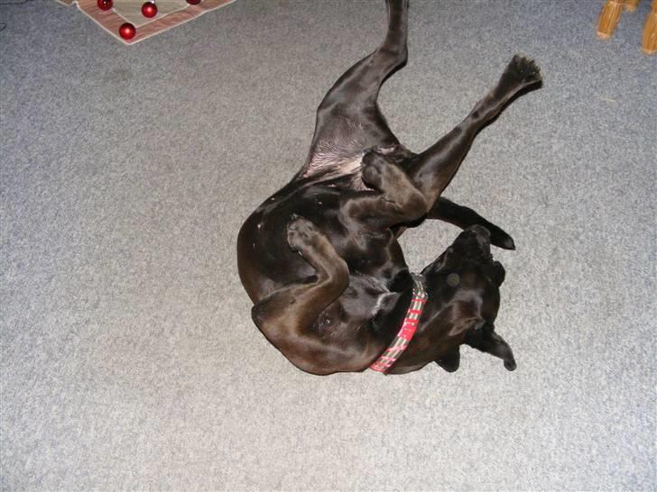 Bullmastiff Primadonna - Prima får flip !  :D billede 2