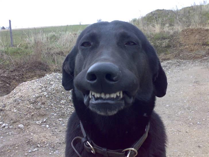 Blanding af racer Rollo billede 1