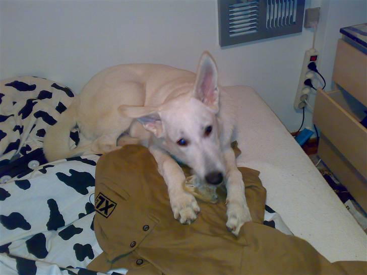 Hvid schæfer Kenzo *RIP* SAVNER DIG - Forbudt område.. men det er han fuldstædig ligeglad med :P billede 8