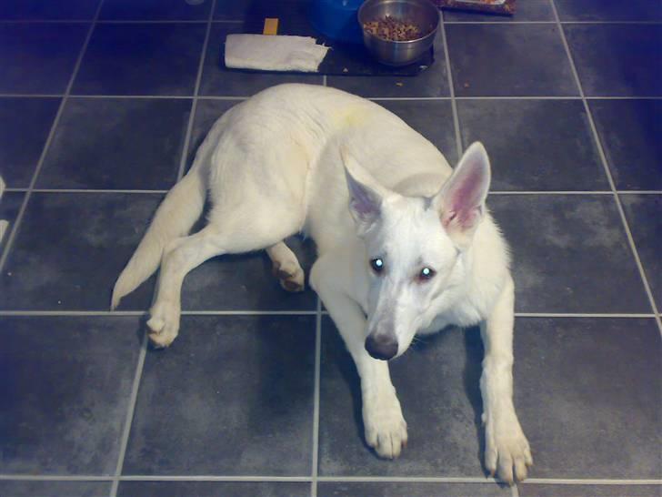 Hvid schæfer Kenzo *RIP* SAVNER DIG - Så stor han er blevet.. billede 9