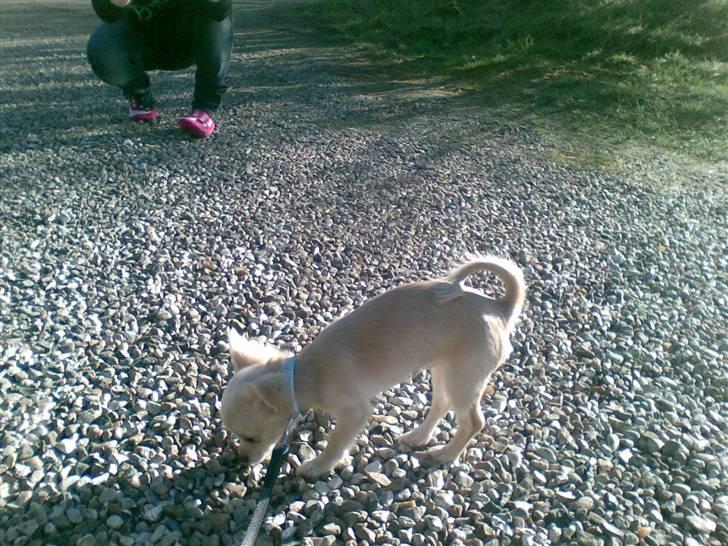 Chihuahua Kaiser - biller mums billede 3