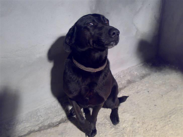 Blanding af racer Rollo billede 2