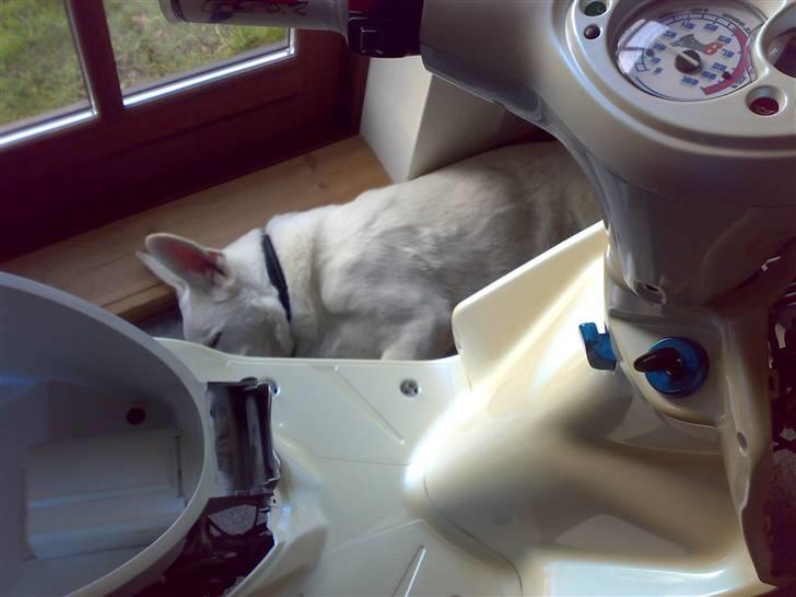 Hvid schæfer Kenzo *RIP* SAVNER DIG - Scooteren havde taget Kenzo´s plads.. ( Scooteren er malet "schæferhunde-hvid / Perlemor ) billede 10