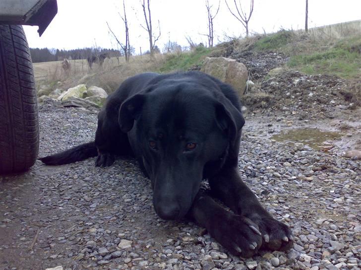 Blanding af racer Rollo billede 3