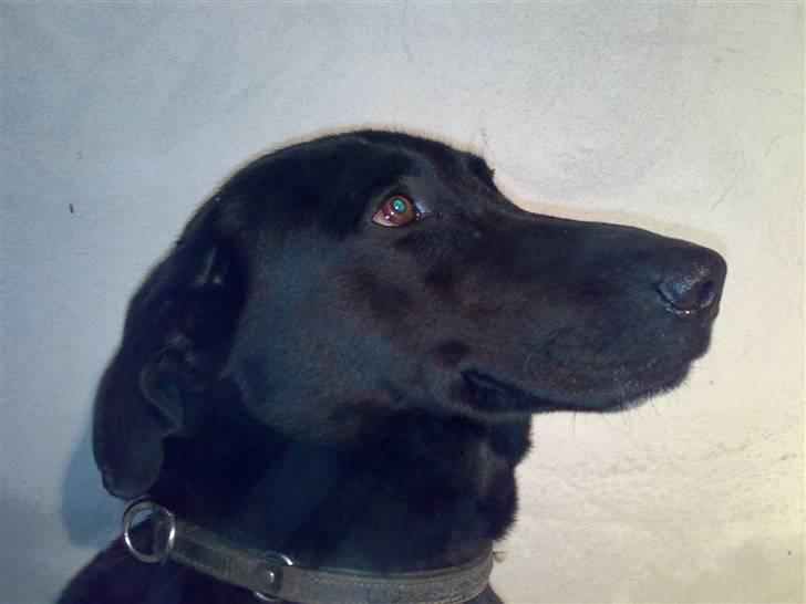 Blanding af racer Rollo billede 4