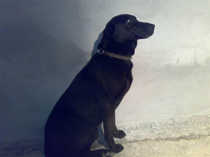 Blanding af racer Rollo billede 5