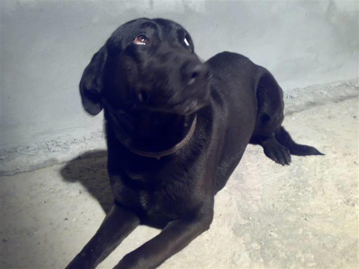 Blanding af racer Rollo billede 6