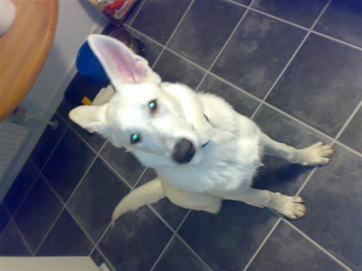 Hvid schæfer Kenzo *RIP* SAVNER DIG - Jeg kan også sitte.. :P billede 11