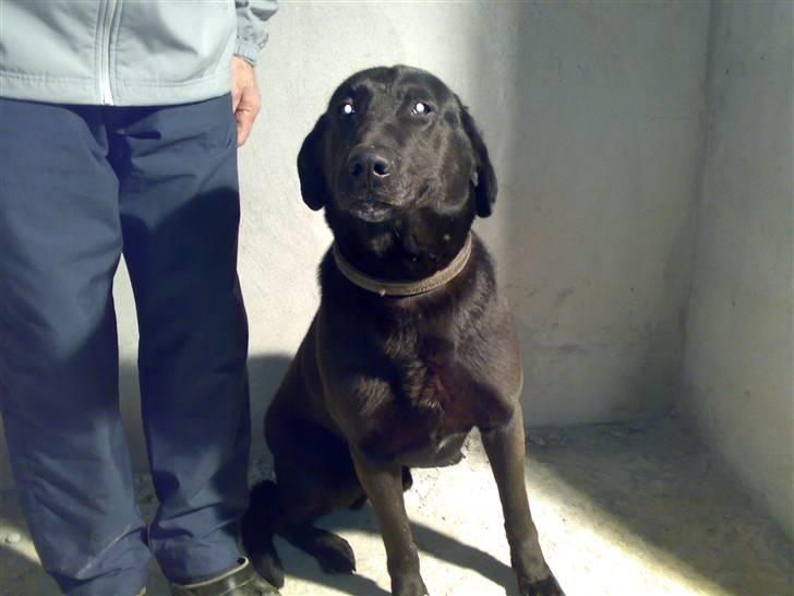 Blanding af racer Rollo billede 7