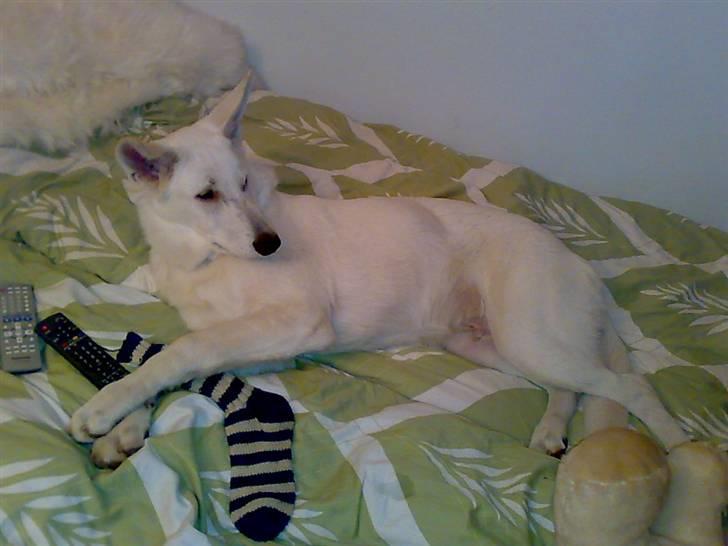 Hvid schæfer Kenzo *RIP* SAVNER DIG - Ahhh.. billede 12