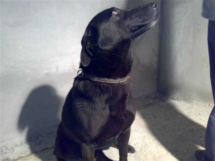 Blanding af racer Rollo billede 8