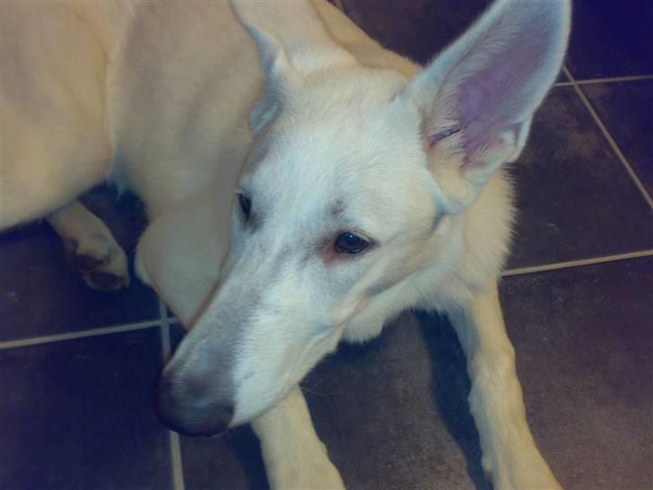 Hvid schæfer Kenzo *RIP* SAVNER DIG - Se hvor stor jeg er blevet :D billede 13