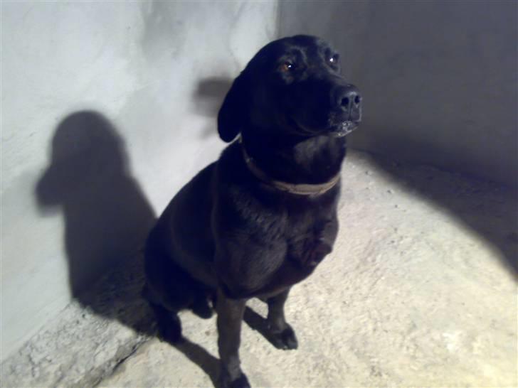 Blanding af racer Rollo billede 9