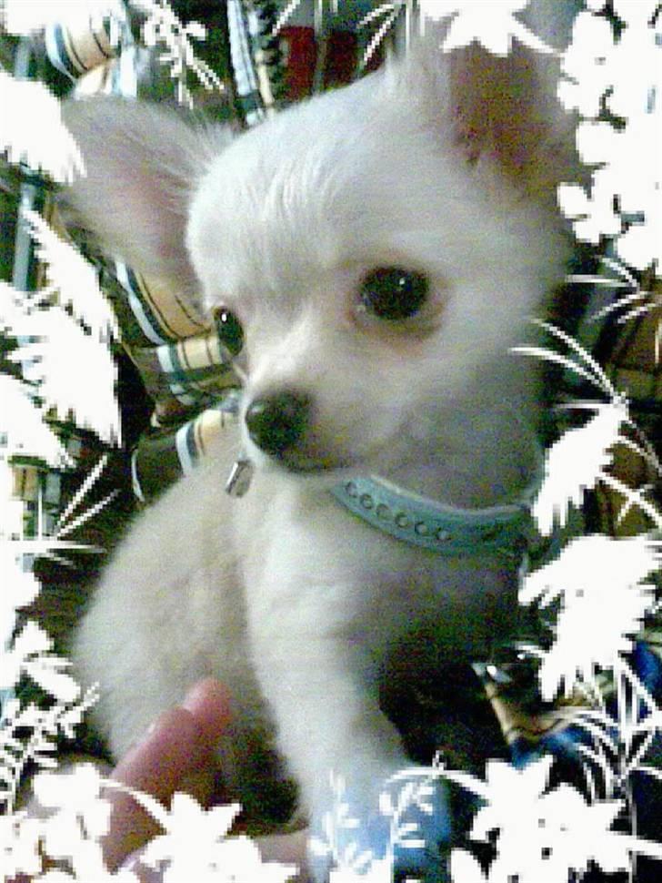 Chihuahua Kaiser - lækker fyr billede 6