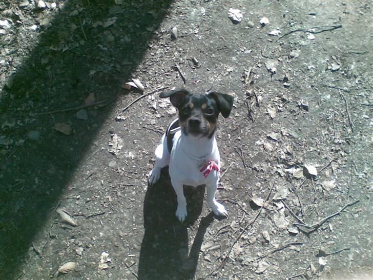 Dansk svensk gaardhund Joy  - Velkommen til spiloppes side :P billede 1