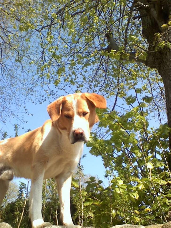 Blanding af racer Kato - halløj :-D billede 3