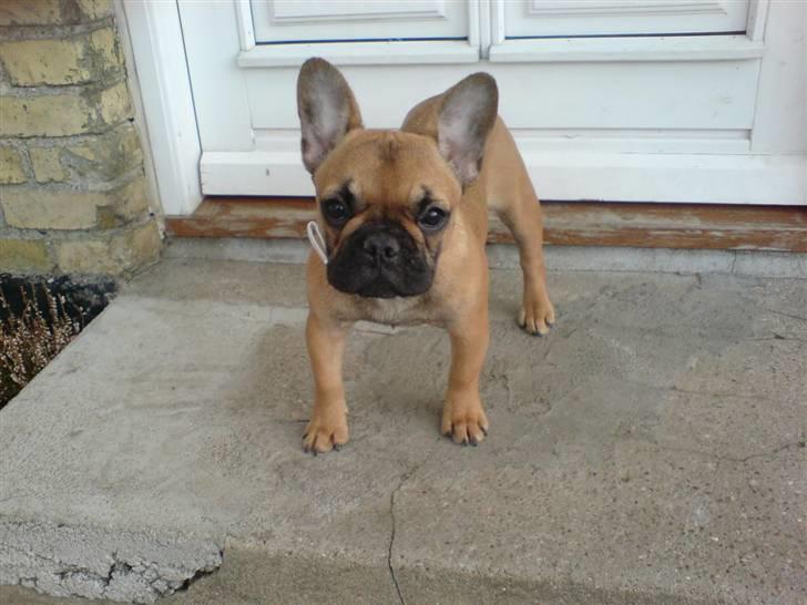 Fransk bulldog Frida billede 1