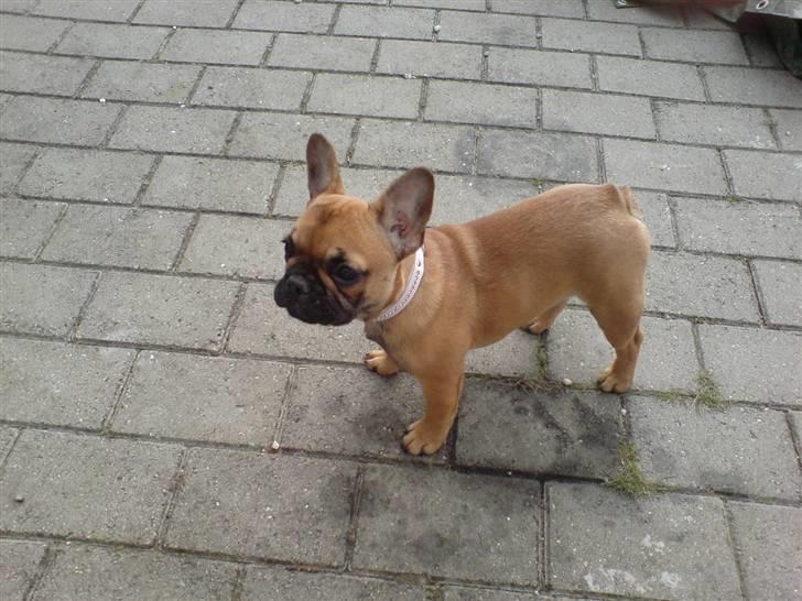 Fransk bulldog Frida billede 2