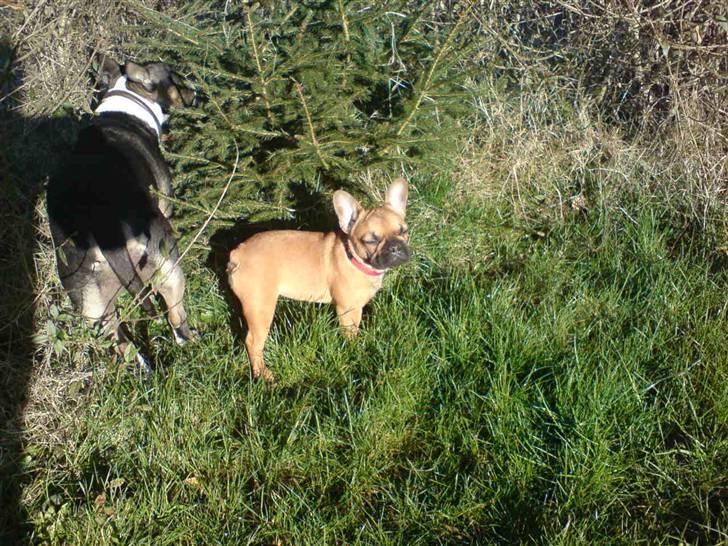 Fransk bulldog Frida - puha får solen lige i hovedet. billede 3