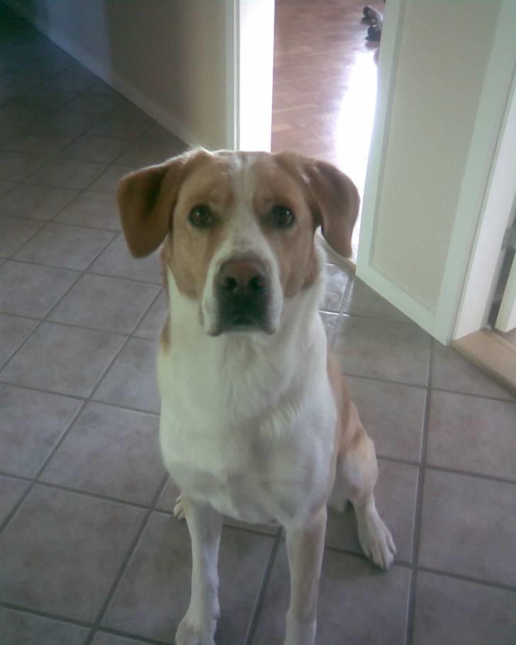 Blanding af racer Kato - bassemand<3 billede 4