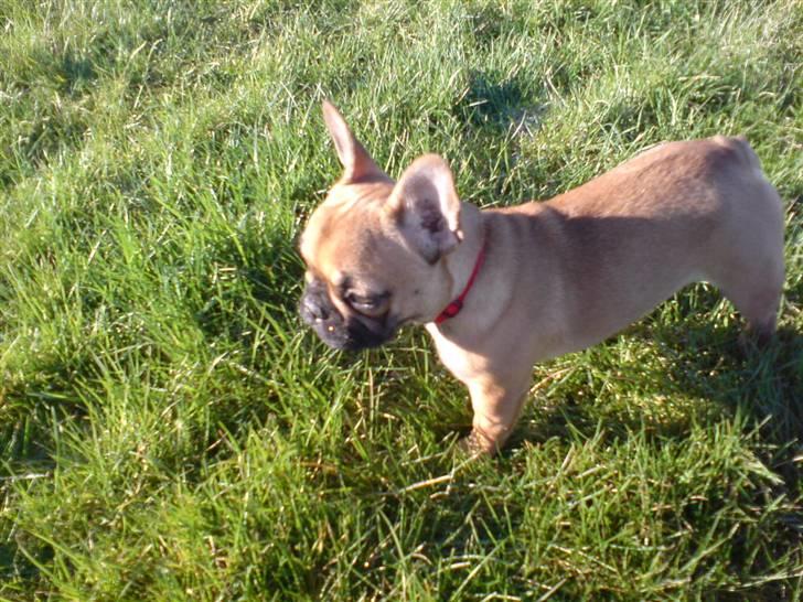 Fransk bulldog Frida billede 4