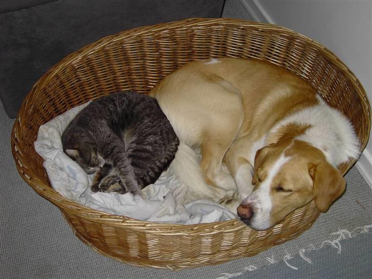 Blanding af racer Kato - kato i sin kurv med vores gamle kat victor, de var meget tæt knyttet. billede 5