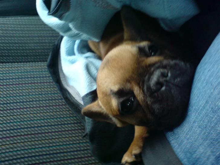 Fransk bulldog Frida - Har lige hentet Frida og er på vej hjem . billede 5