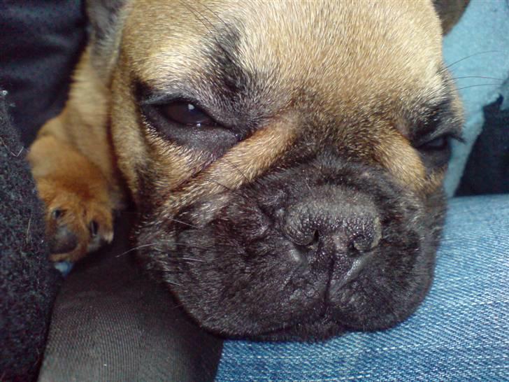 Fransk bulldog Frida - i bilen på vej hjem fra Jylland. billede 6