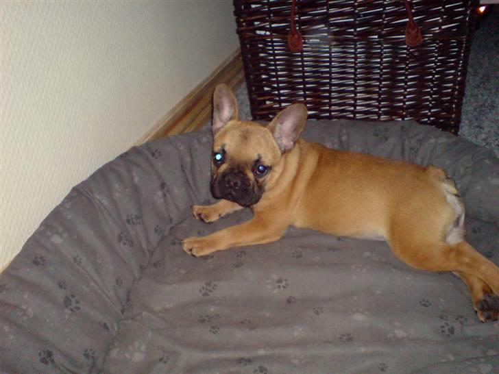 Fransk bulldog Frida billede 7