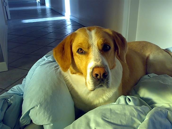 Blanding af racer Kato - din skøre hund. billede 6