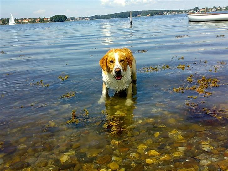 Blanding af racer Kato - vand hund :-* billede 7