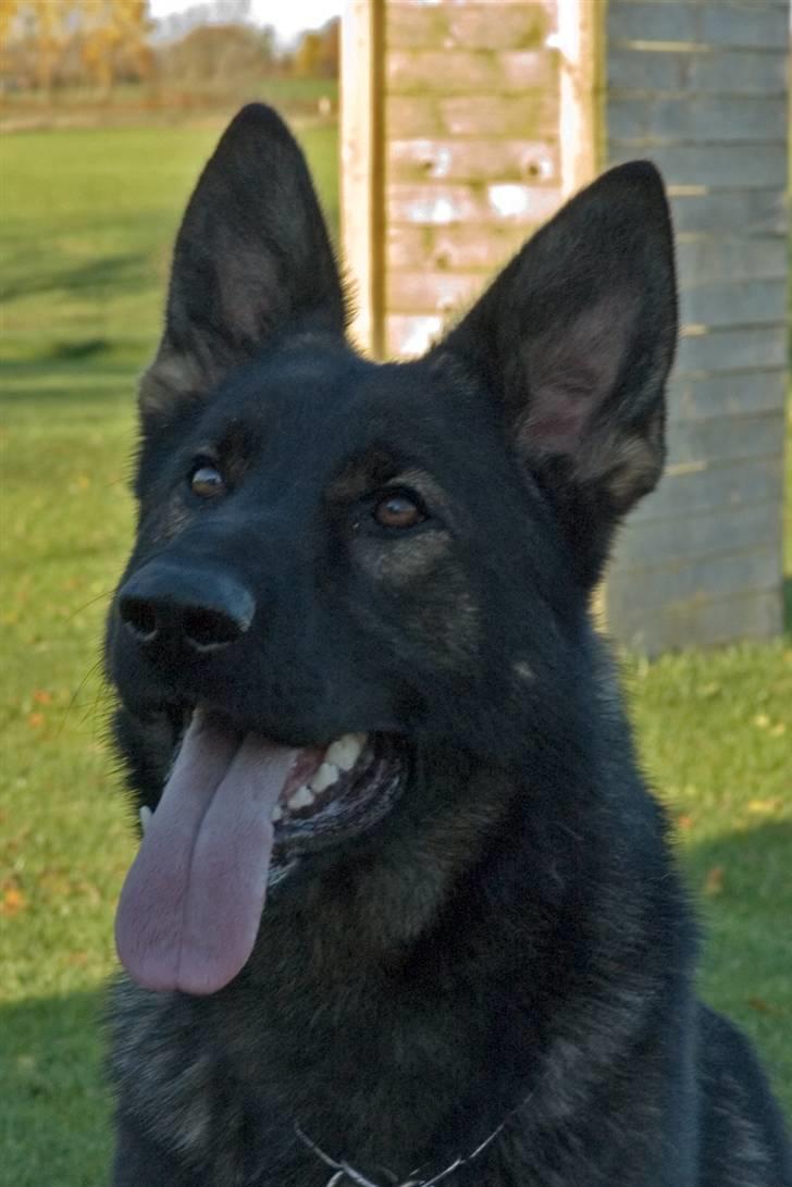 Schæferhund Diego - et rigtig flot hovde Billede billede 1