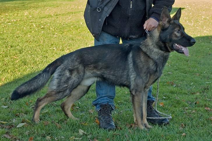 Schæferhund Diego - efterårs dag til hundetræning billede 2