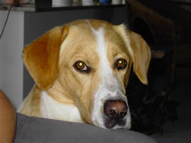 Blanding af racer Kato - kato hygger. billede 8