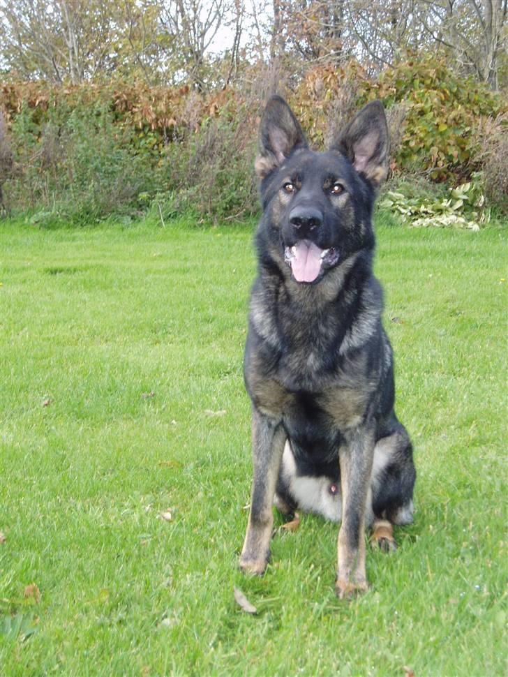 Schæferhund Diego billede 3