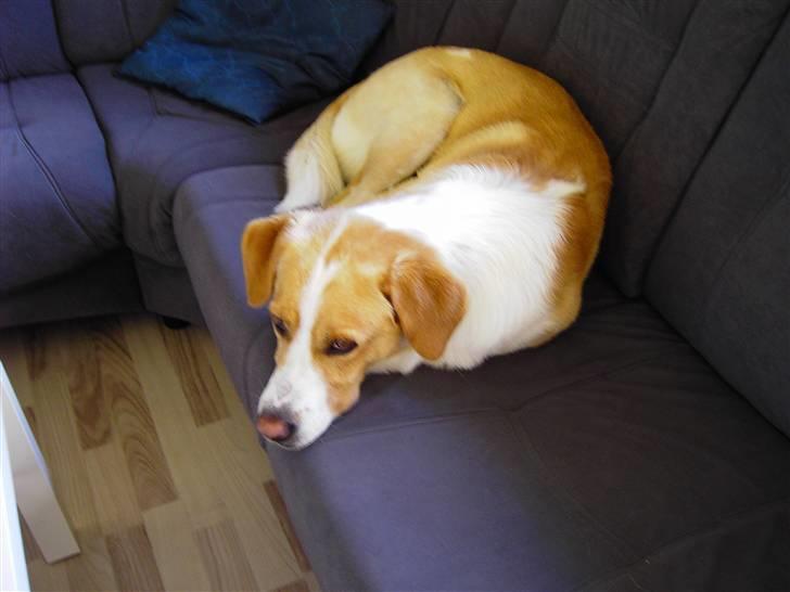 Blanding af racer Kato - han hygger sig, når mor ikke kigger :-) billede 9