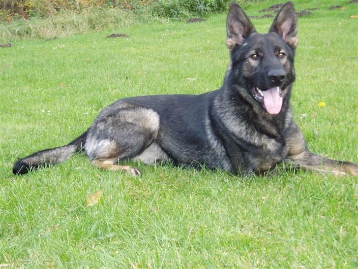 Schæferhund Diego - en efterårs dag på vores mark billede 4