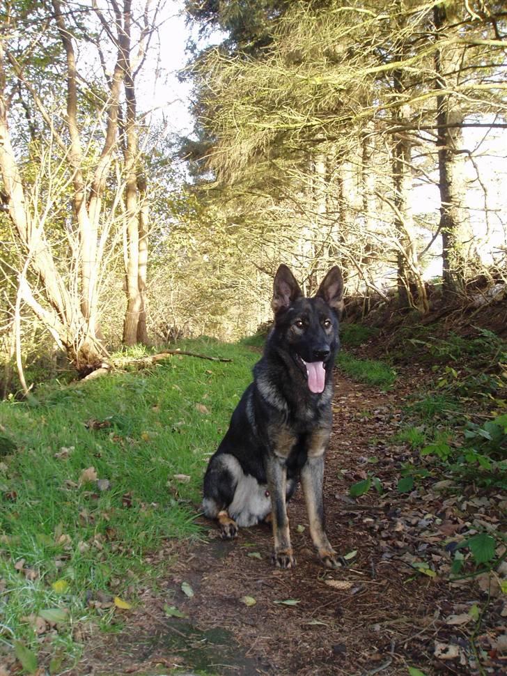 Schæferhund Diego billede 5