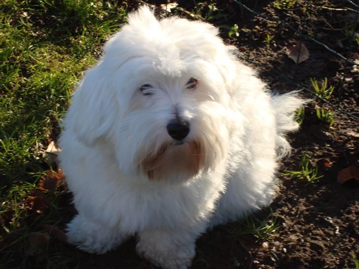 Coton de tulear Spooky (Falkon's Cosmo) billede 11