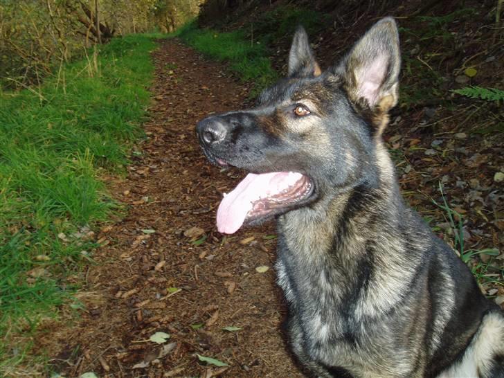 Schæferhund Diego billede 6