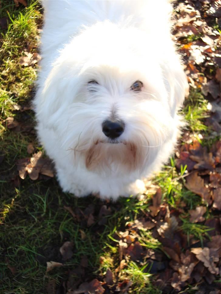 Coton de tulear Spooky (Falkon's Cosmo) billede 12