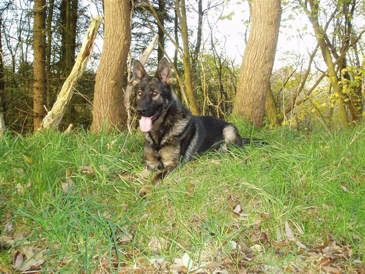 Schæferhund Diego - en efterårs dag i skoven. billede 7