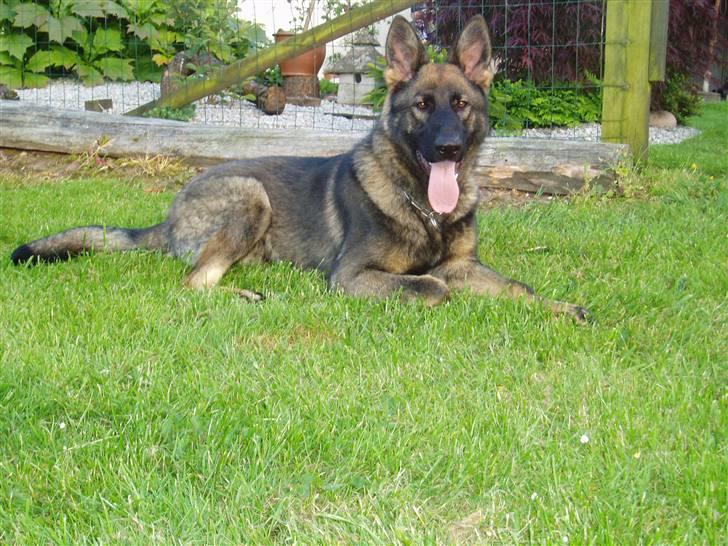 Schæferhund Diego - dette er billede fra i efterår. billede 8