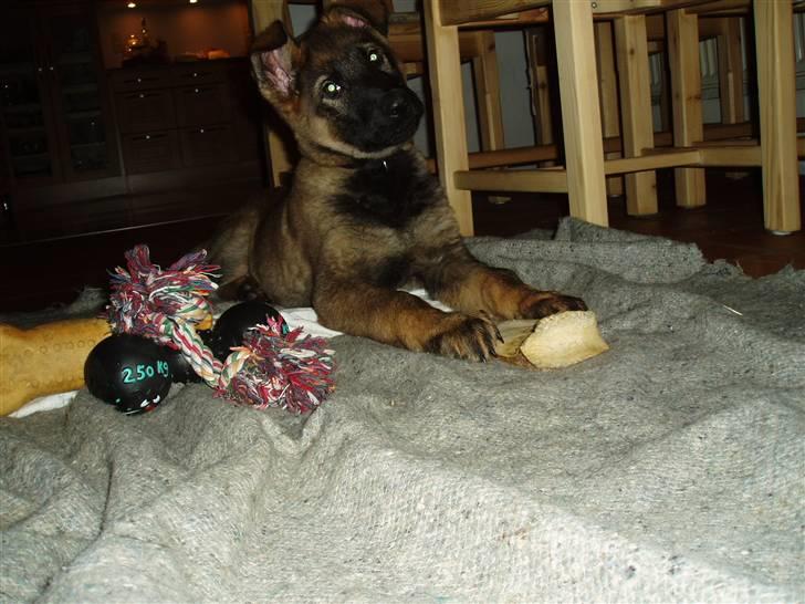 Schæferhund Diego - lige et enkelt Billede fra dengang han var helt lille . han er ca 10 uger. billede 9