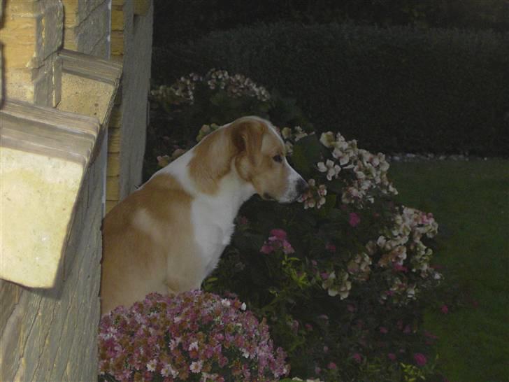 Blanding af racer Kato - <3 billede 11