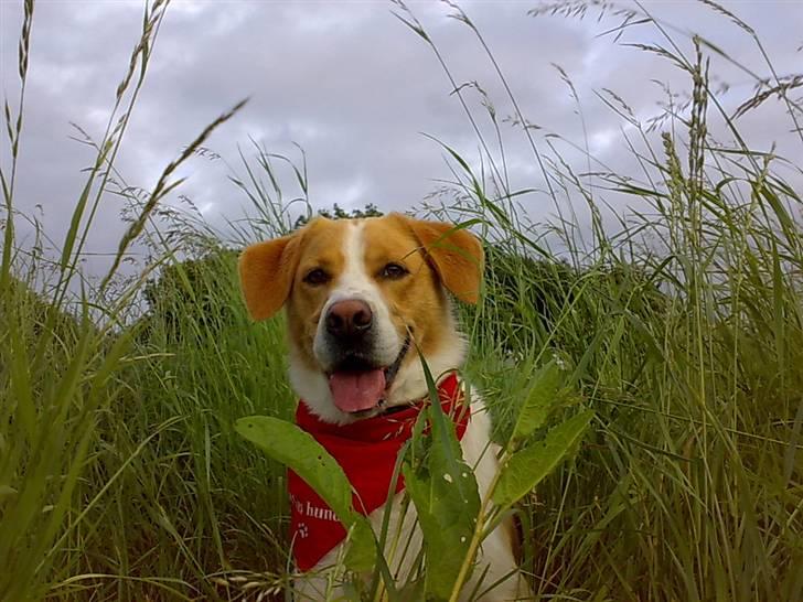 Blanding af racer Kato - hihi mors hund  :-) billede 12